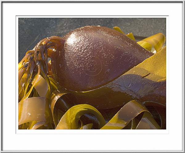 Image ID: 100-149-5 : Succulent Kelp 